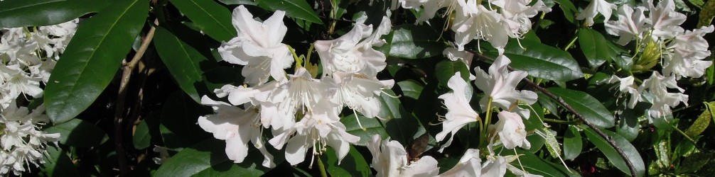 Rododendron